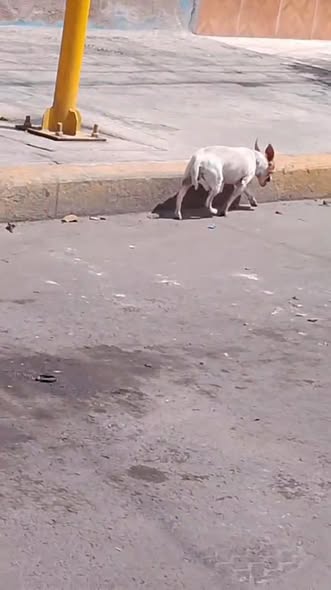 Foto del avistamiento de perro