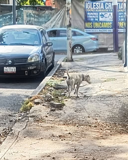 Foto del avistamiento de perro