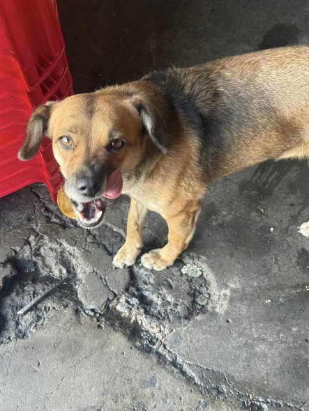 Foto del avistamiento de perro