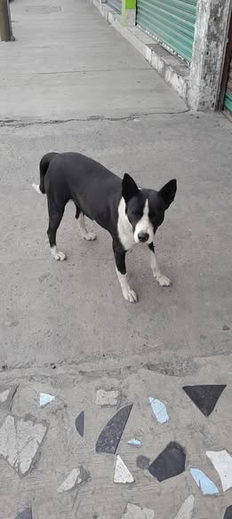 Foto del avistamiento de perro