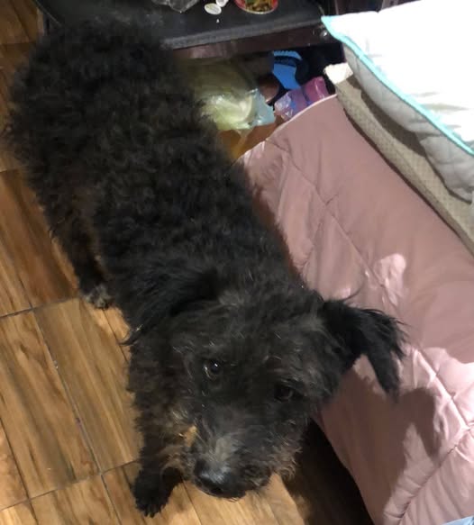 Foto del avistamiento de perro