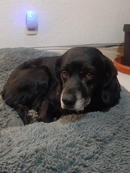 Foto del avistamiento de perro