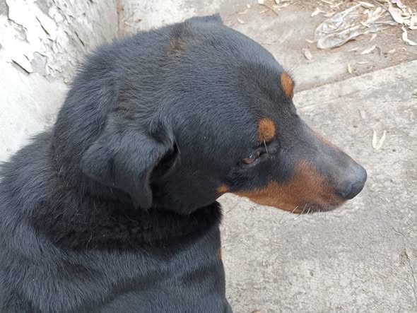 Foto del avistamiento de perro