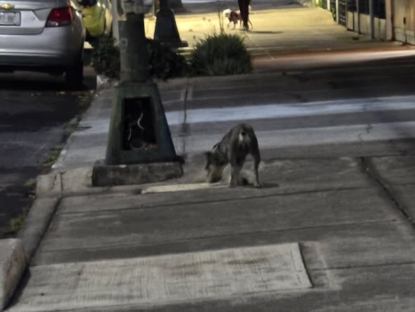 Foto del avistamiento de perro