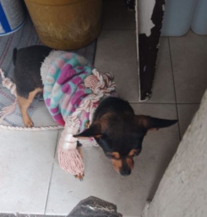 Foto del avistamiento de perro