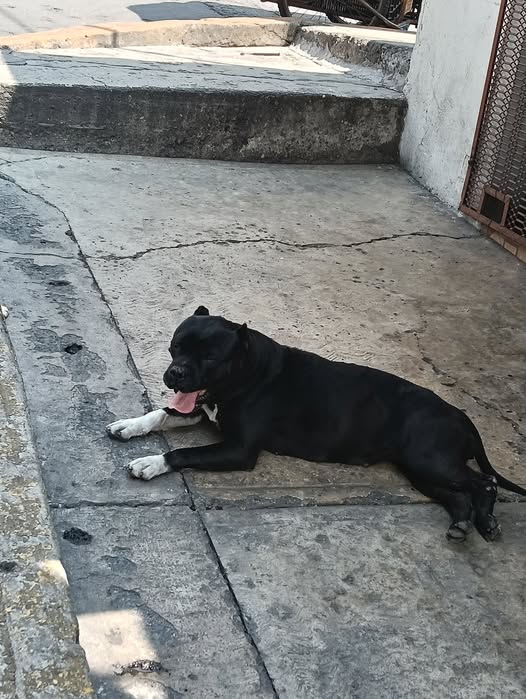 Foto del avistamiento de perro