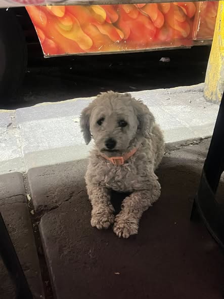 Foto del avistamiento de perro