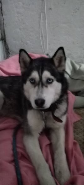 Foto del avistamiento de perro