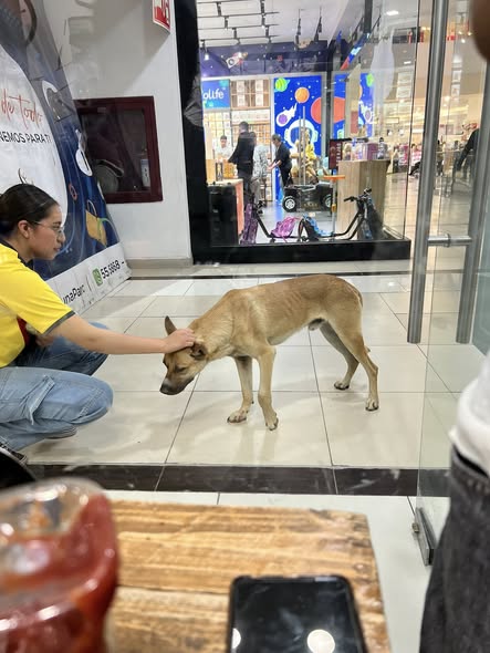 Foto del avistamiento de perro