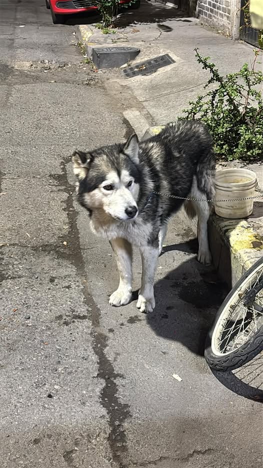 Foto del avistamiento de perro