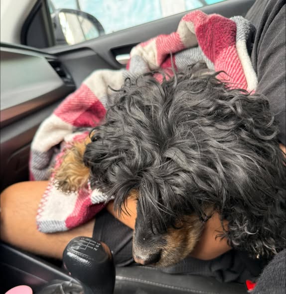 Foto del avistamiento de perro