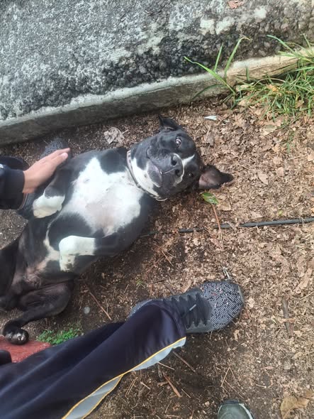 Foto del avistamiento de perro