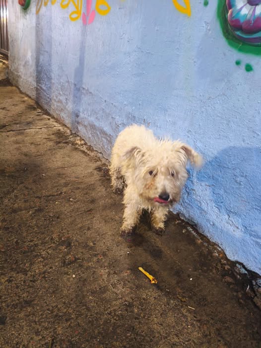 Foto del avistamiento de perro
