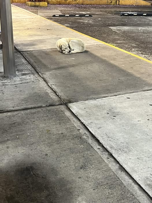 Foto del avistamiento de perro