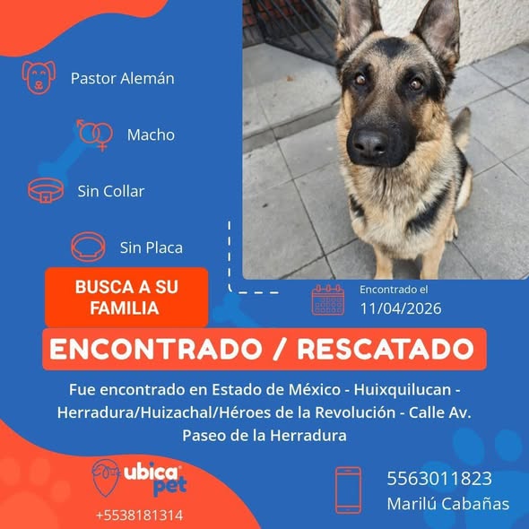 Foto del avistamiento de perro