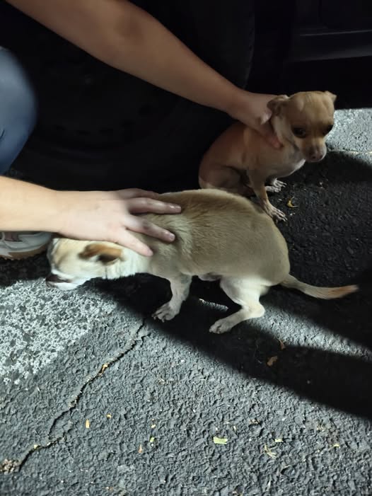 Foto del avistamiento de perro