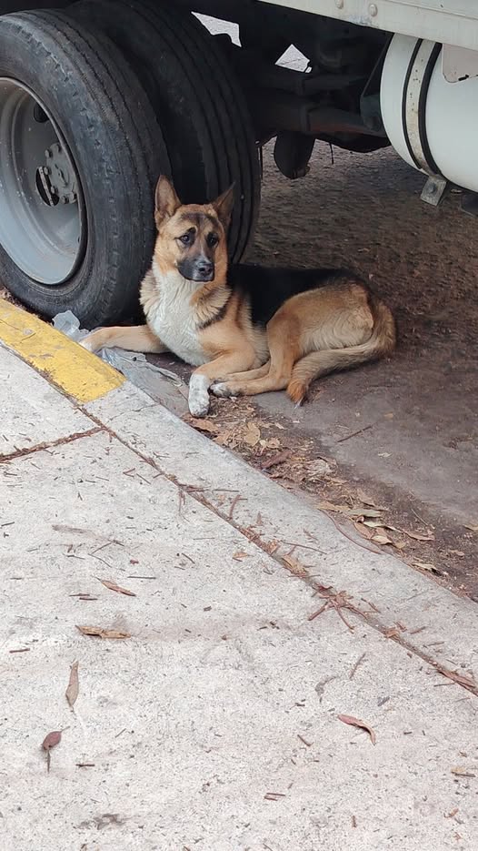 Foto del avistamiento de perro
