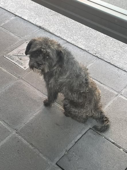 Foto del avistamiento de perro