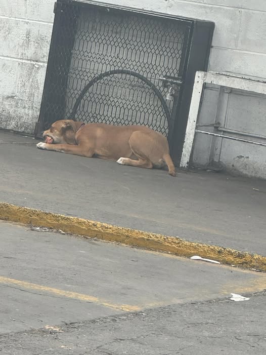 Foto del avistamiento de perro