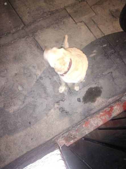 Foto del avistamiento de perro