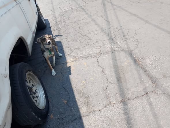 Foto del avistamiento de perro