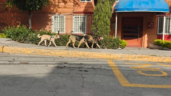 Foto del avistamiento de perro