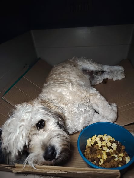 Foto del avistamiento de perro