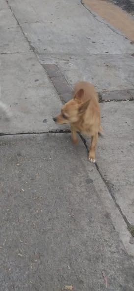 Dog sighting