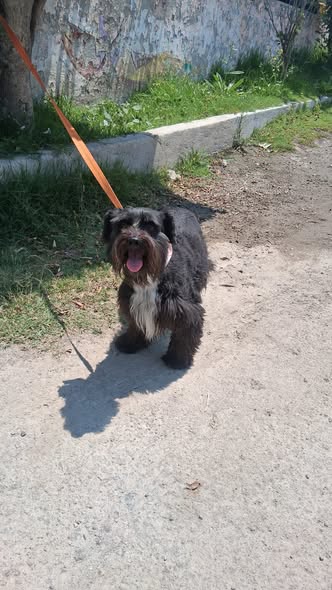 Dog sighting