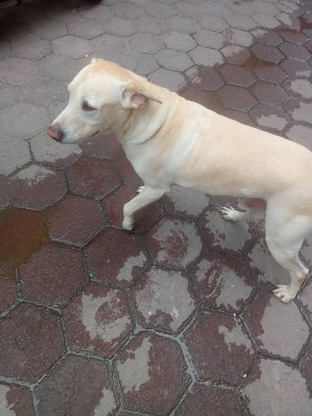 Foto del avistamiento de perro