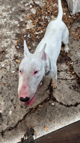 Foto del avistamiento de perro