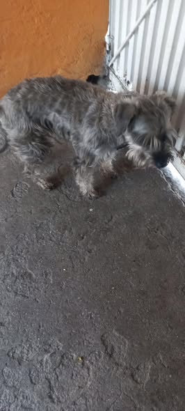 Dog sighting