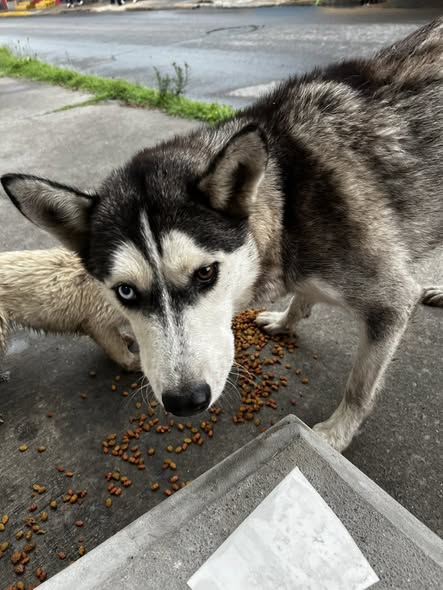 Foto del avistamiento de perro