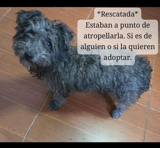 Foto del avistamiento de perro