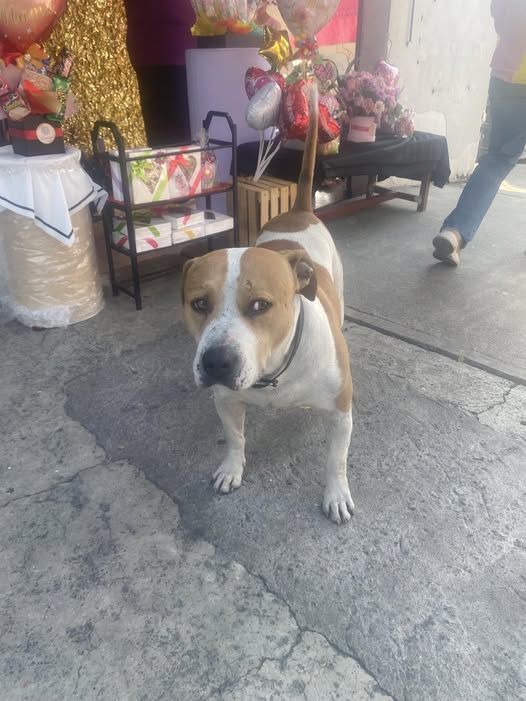 Foto del avistamiento de perro
