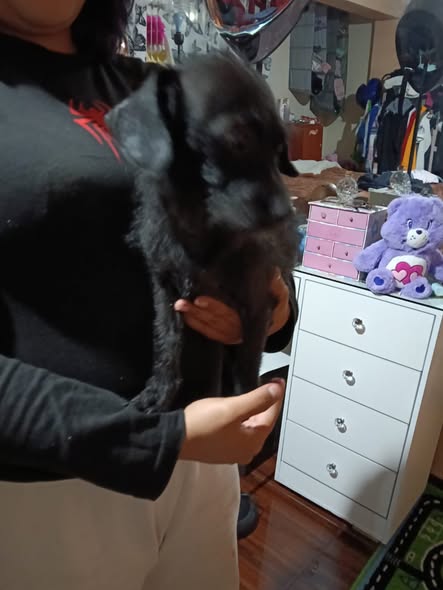 Foto del avistamiento de perro