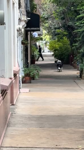Foto del avistamiento de perro