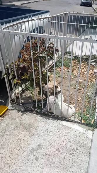Dog sighting photo