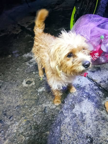 Foto del avistamiento de perro