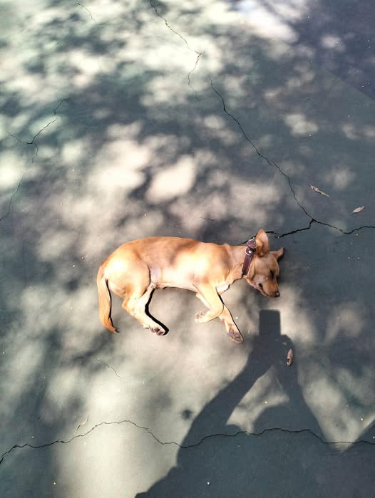 Dog sighting photo
