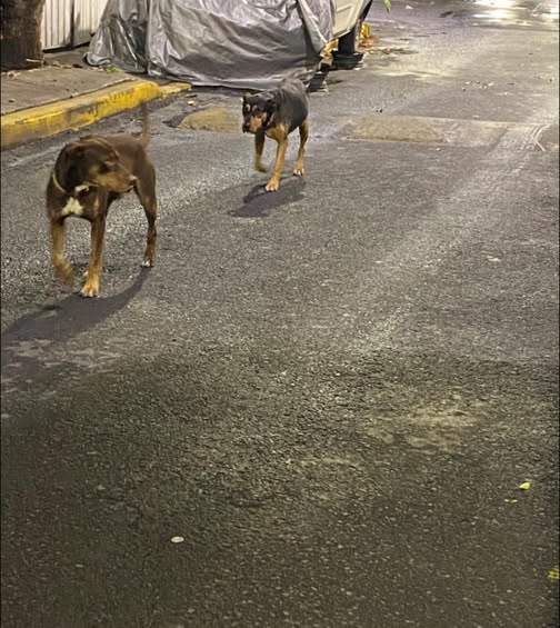 Dog sighting photo