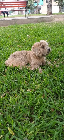 Dog sighting photo