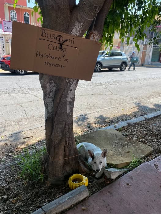 Dog sighting photo
