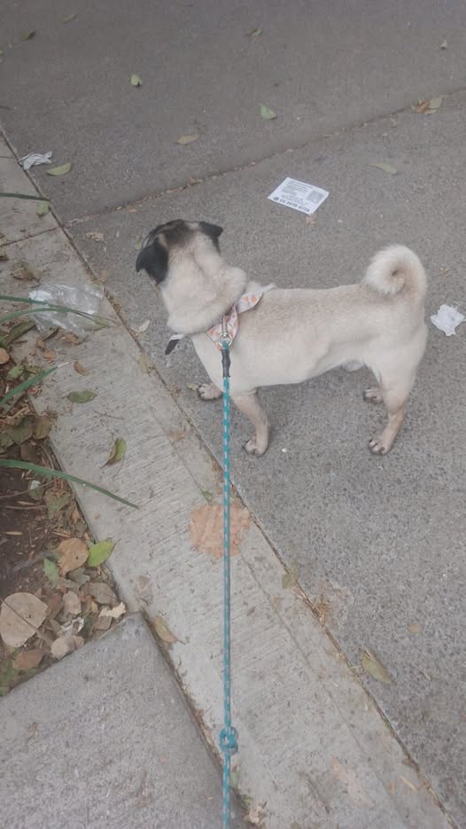 Dog sighting photo