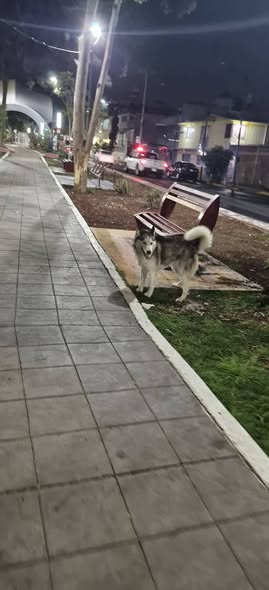 Foto del avistamiento de perro
