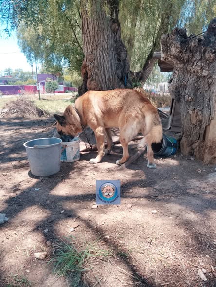 Dog sighting photo