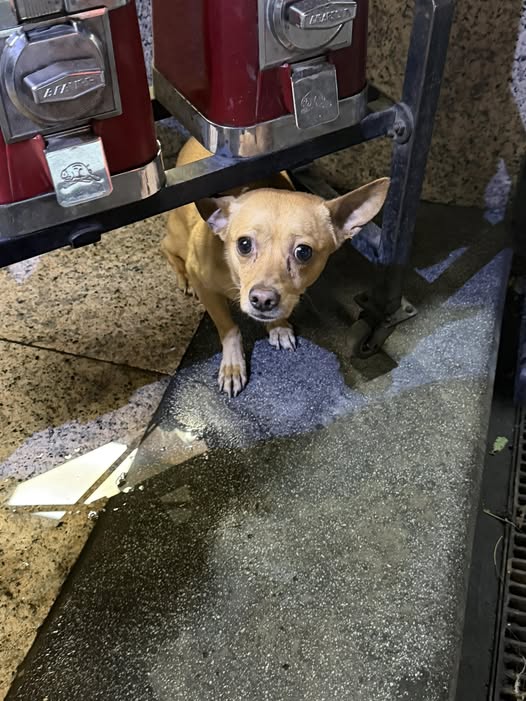 Foto del avistamiento de perro