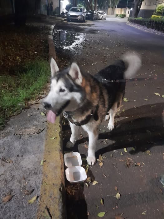 Dog sighting