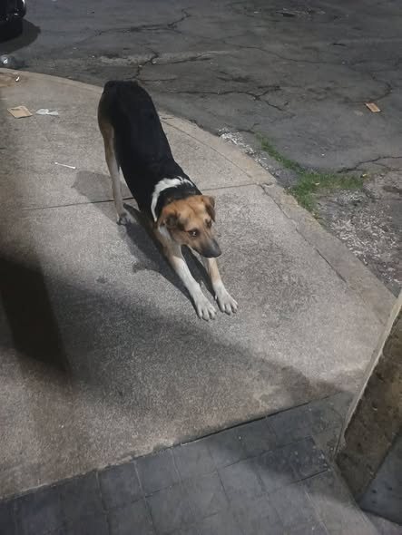 Foto del avistamiento de perro
