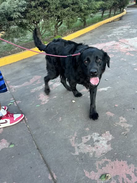 Dog sighting photo